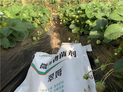 水溶肥，拉姆拉，翠姆