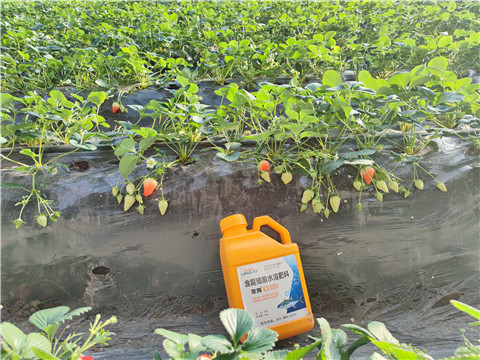 水溶肥，拉姆拉，翠姆