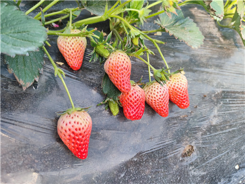 水溶肥，拉姆拉，翠姆