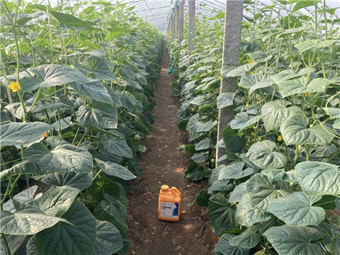 作物施肥管理，拉姆拉，翠姆