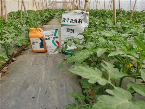 水溶肥，拉姆拉，翠姆