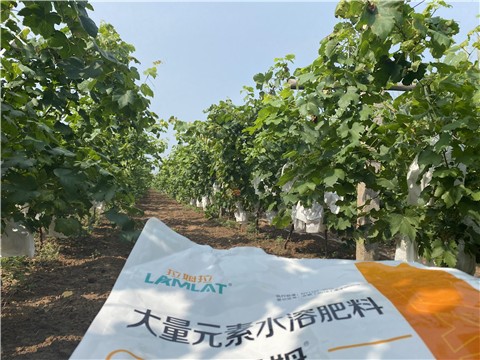 大量元素水溶肥，拉姆拉，翠姆