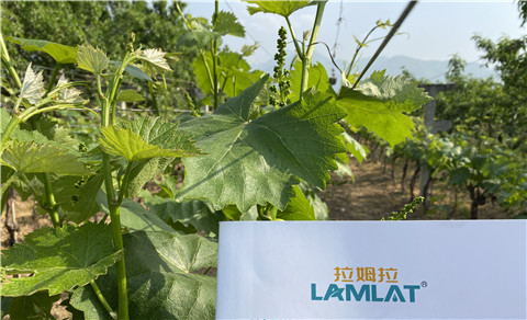 進(jìn)口水溶肥，拉姆拉，翠姆