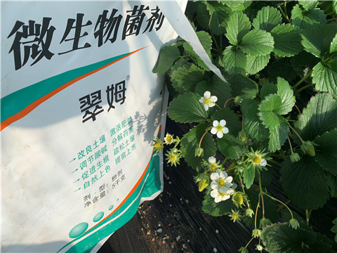 微生物菌劑，拉姆拉，翠姆