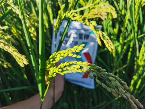 磷酸二氫鉀，拉姆拉，翠姆