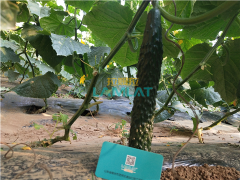 水溶肥，拉姆拉，翠姆