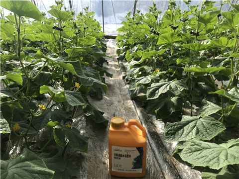 水溶肥，拉姆拉，翠姆