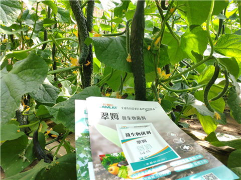 水溶肥，拉姆拉，翠姆