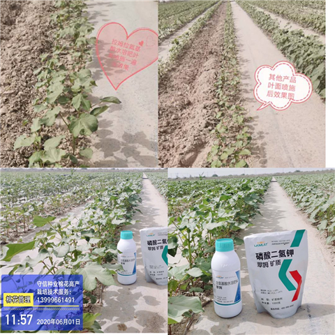 葉面肥，拉姆拉，翠姆