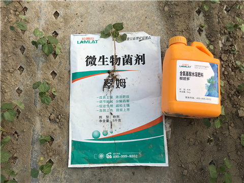 葉面肥，拉姆拉，翠姆