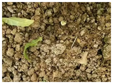 水溶肥，拉姆拉，翠姆