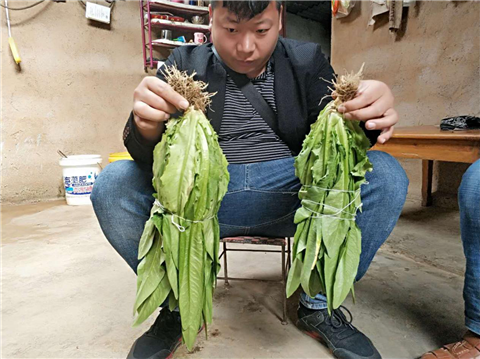 水溶肥，拉姆拉，翠姆