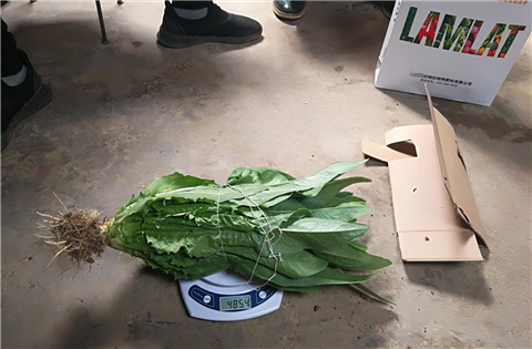 水溶肥，拉姆拉，翠姆