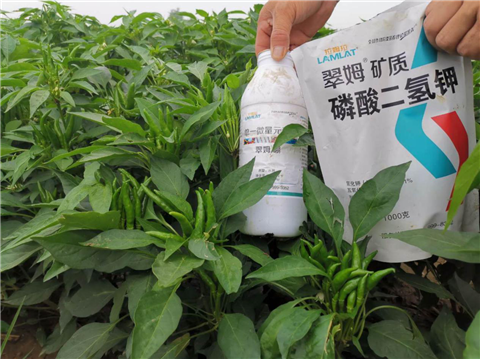 水溶肥，拉姆拉，翠姆