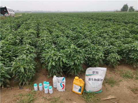 水溶肥，拉姆拉，翠姆