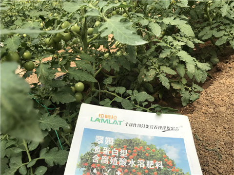 水溶肥，拉姆拉，翠姆