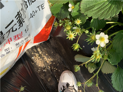 水溶肥，拉姆拉，翠姆