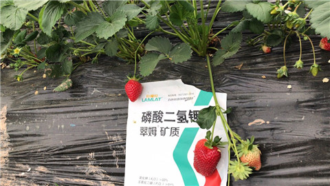 磷酸二氫鉀，拉姆拉，翠姆