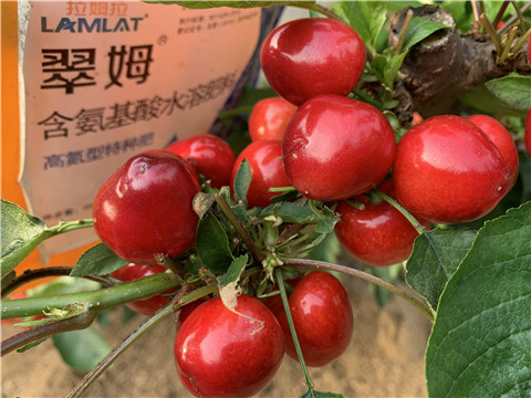 水溶肥，拉姆拉，翠姆