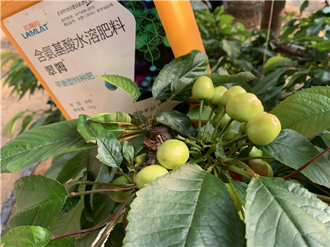 氨基酸水溶肥，拉姆拉，翠姆