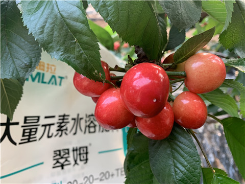 大量元素水溶肥，拉姆拉，翠姆