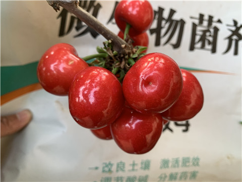 水溶肥，拉姆拉，翠姆