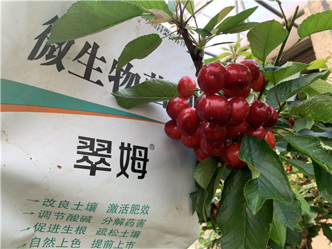 水溶肥，拉姆拉，翠姆