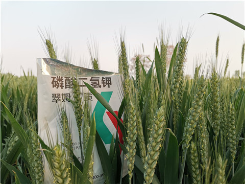 水溶肥，拉姆拉，翠姆