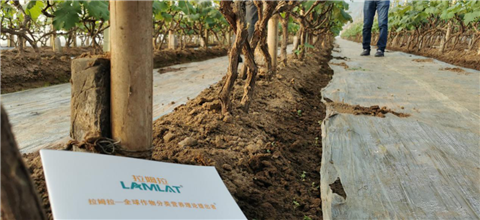 水溶肥，拉姆拉，翠姆