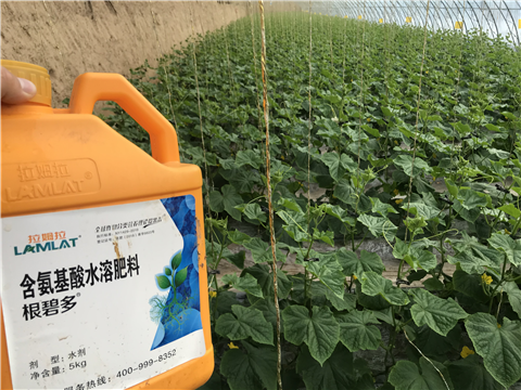 水溶肥，拉姆拉，翠姆