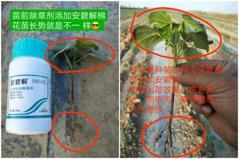 安碧解，拉姆拉，翠姆