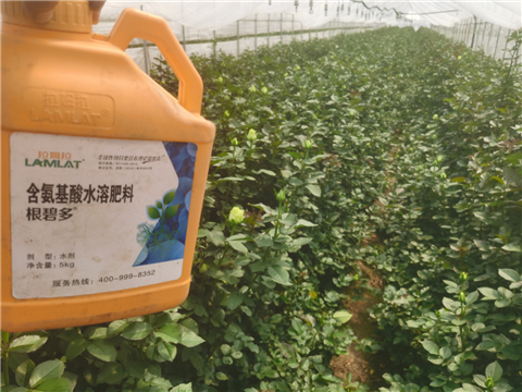 生根劑，拉姆拉，翠姆