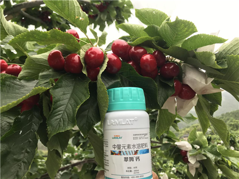水溶肥，拉姆拉，翠姆
