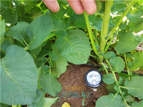 安碧解，拉姆拉，翠姆