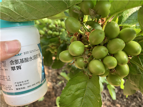 氨基酸水溶肥，拉姆拉，翠姆