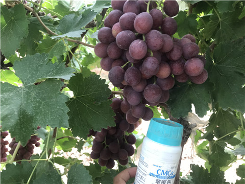 鈣肥，拉姆拉，翠姆