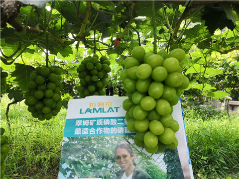 水溶肥，拉姆拉，翠姆