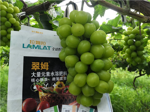 水溶肥，拉姆拉，翠姆