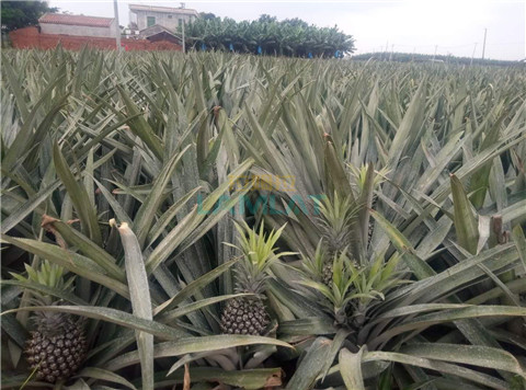 水溶肥，拉姆拉，翠姆