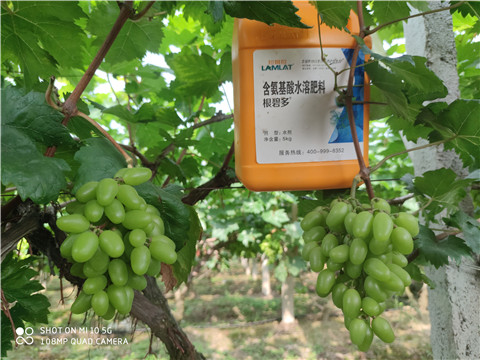 生根劑，拉姆拉，翠姆