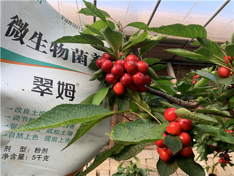 微生物菌劑，拉姆拉，翠姆