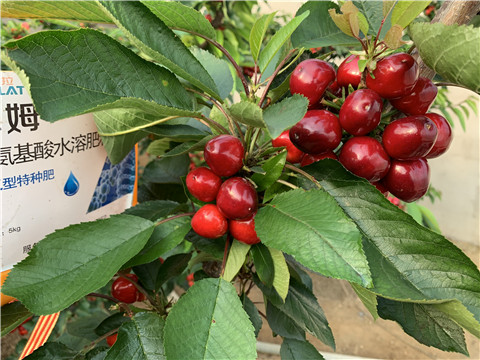 水溶肥，拉姆拉，翠姆