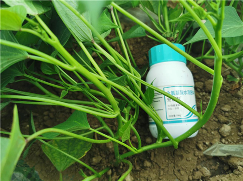 水溶肥，拉姆拉，翠姆