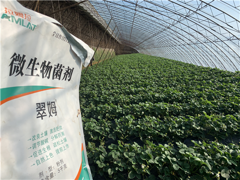 水溶肥，拉姆拉，翠姆