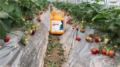 水溶肥，拉姆拉，翠姆