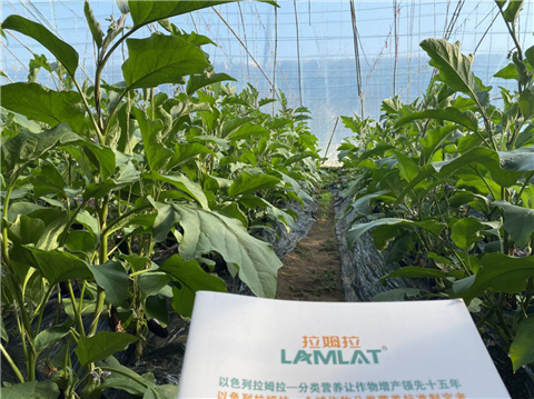 水溶肥，拉姆拉，翠姆