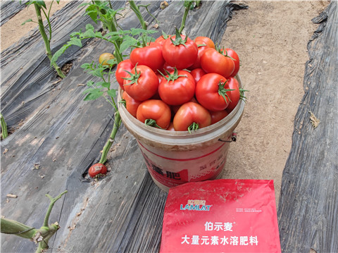 水溶肥，拉姆拉，伯示麥