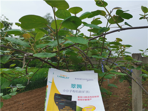 小分子有機(jī)碳，拉姆拉，翠姆