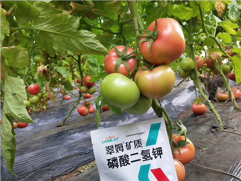 磷酸二氫鉀，拉姆拉，翠姆