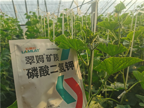 水溶肥，拉姆拉，翠姆